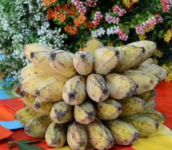 Chuối sáp Bến Tre